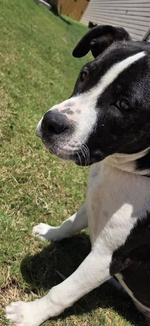Cinnamon - Boxer