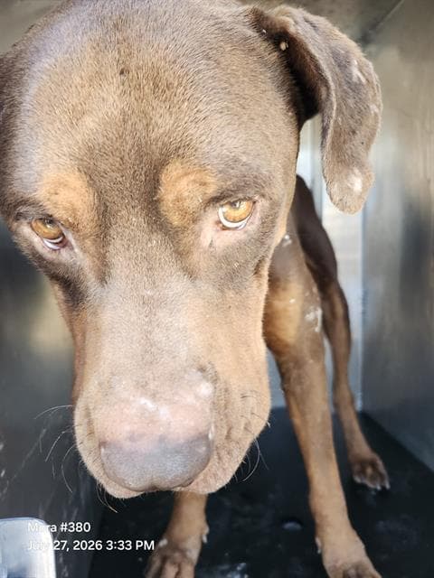 Marco - American Staffordshire Terrier