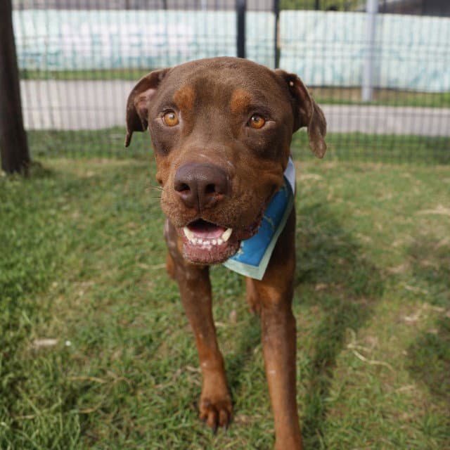Marco - American Staffordshire Terrier