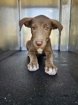Mocha image 1