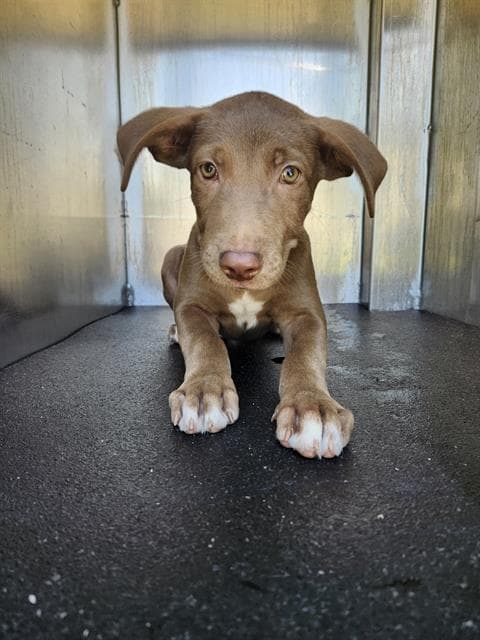 Mocha - Labrador Retriever