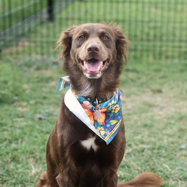 Unknown - Boykin Spaniel
