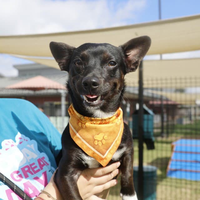 Copper - Chihuahua