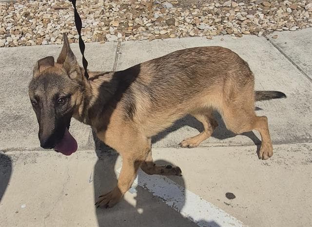 Unknown - Belgian Shepherd Malinois