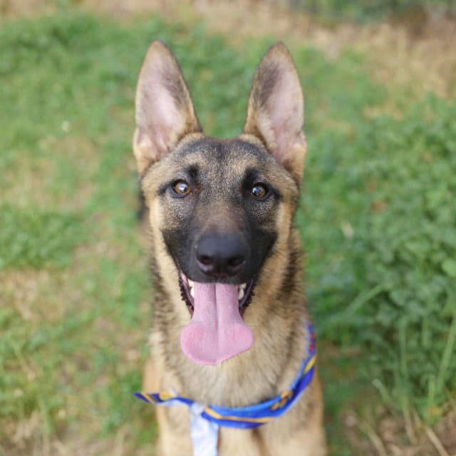 Unknown - Belgian Shepherd Malinois