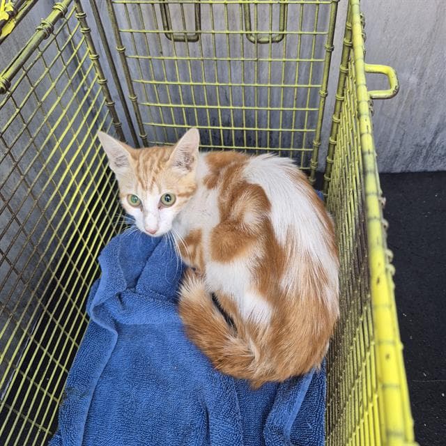 Martin - Domestic Short Hair
