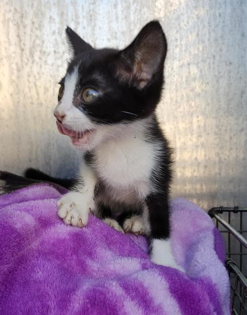 Unknown - Domestic Short Hair