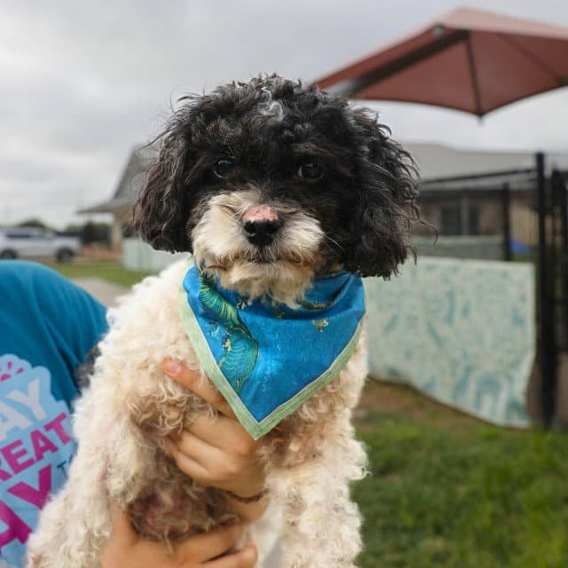 Proncess Layla - Poodle (Miniature)