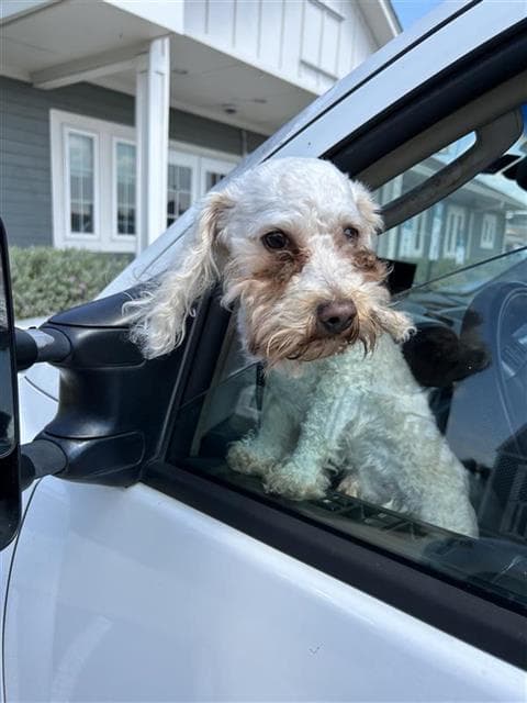 Juno - Miniature Schnauzer