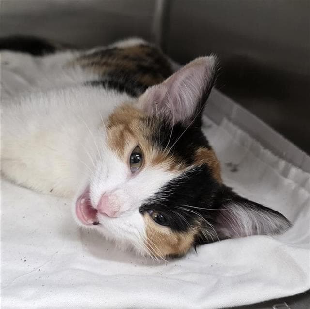 Marline - Domestic Short Hair