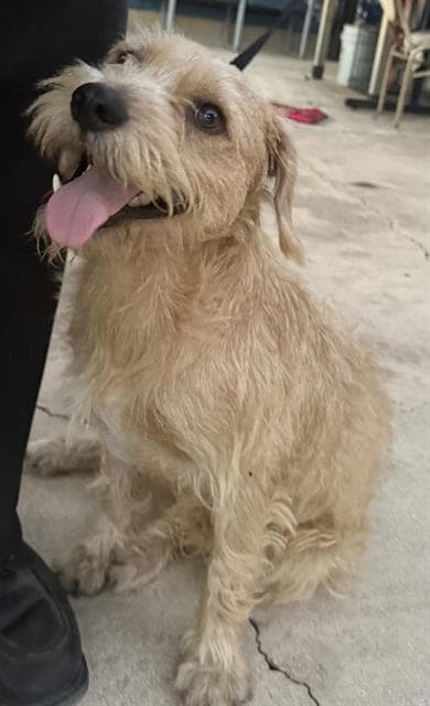 Jersey - Wirehaired Fox Terrier