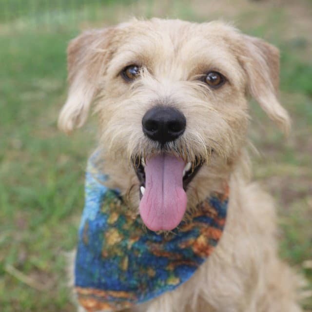 Jersey - Wirehaired Fox Terrier