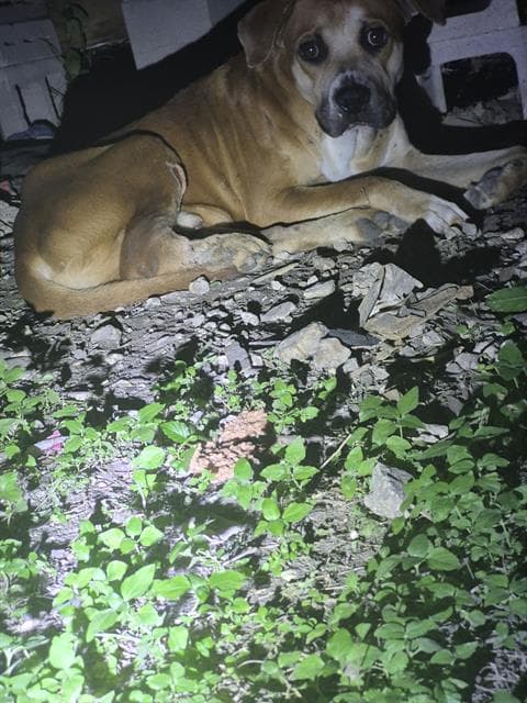 June - American Staffordshire Terrier