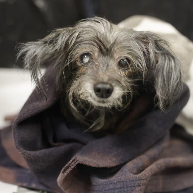 Sweetheart - Terrier