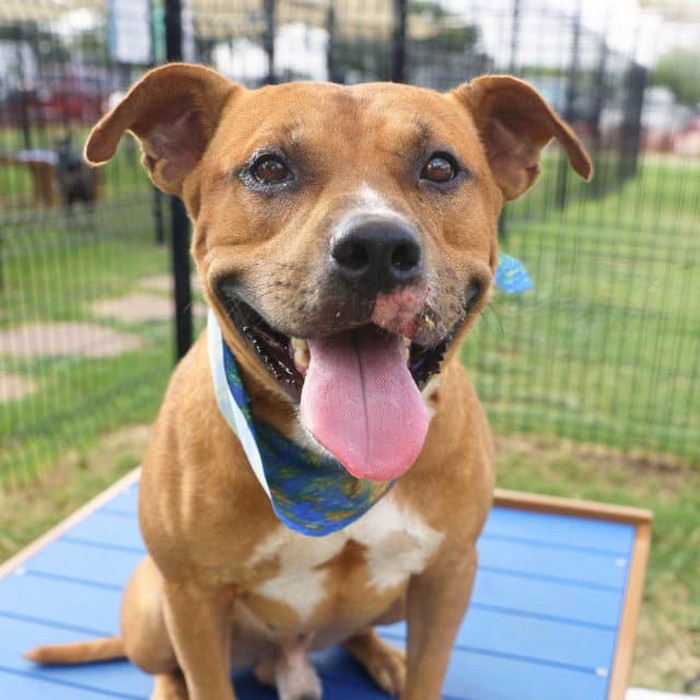 Yuno - American Staffordshire Terrier