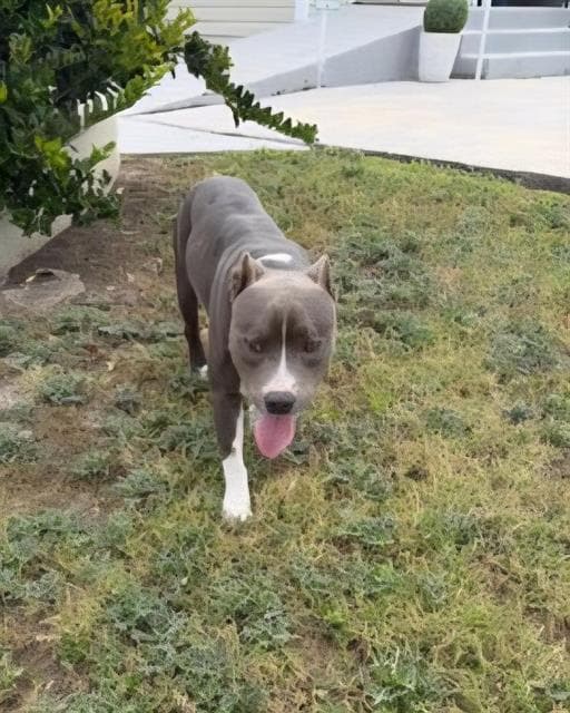 Puppy - American Staffordshire Terrier