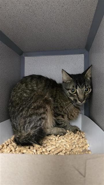 Unknown - Domestic Short Hair
