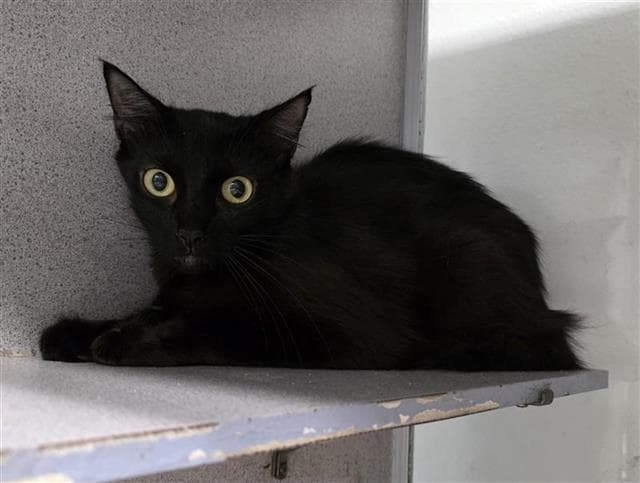 Unknown - Domestic Short Hair