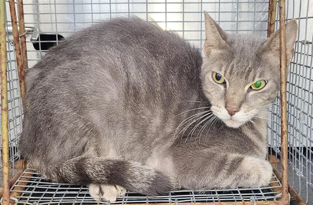 Bully - Domestic Short Hair
