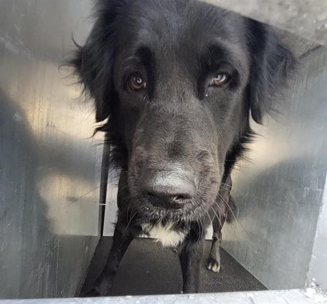 Graham - Labrador Retriever