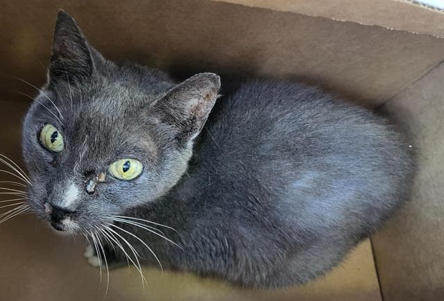 Cry Baby - Domestic Short Hair