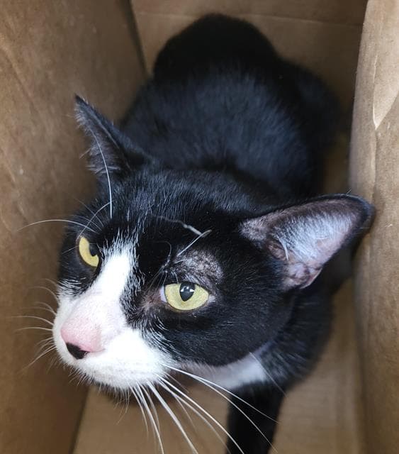 Wally - Domestic Short Hair