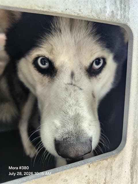 Tommy - Husky