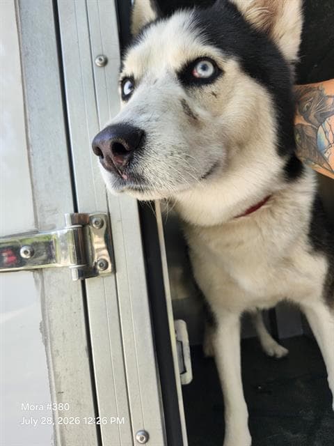 Tommy - Husky