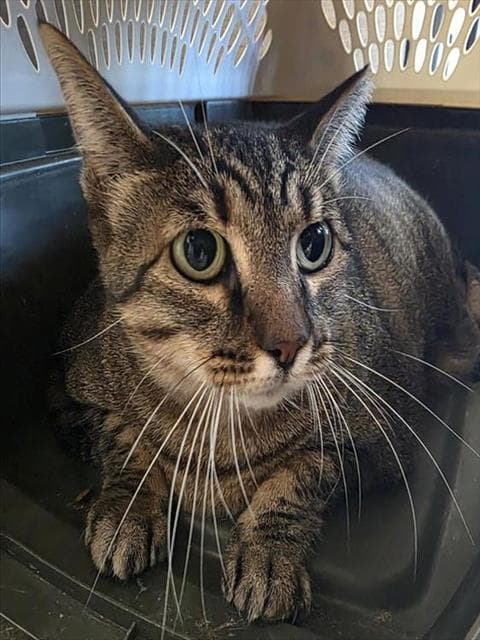 Tiger - Domestic Short Hair
