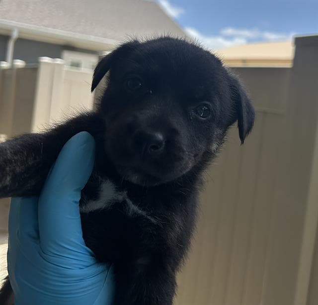 Pup - Husky