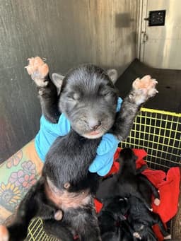 Pup image 1