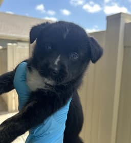 Pup image 1