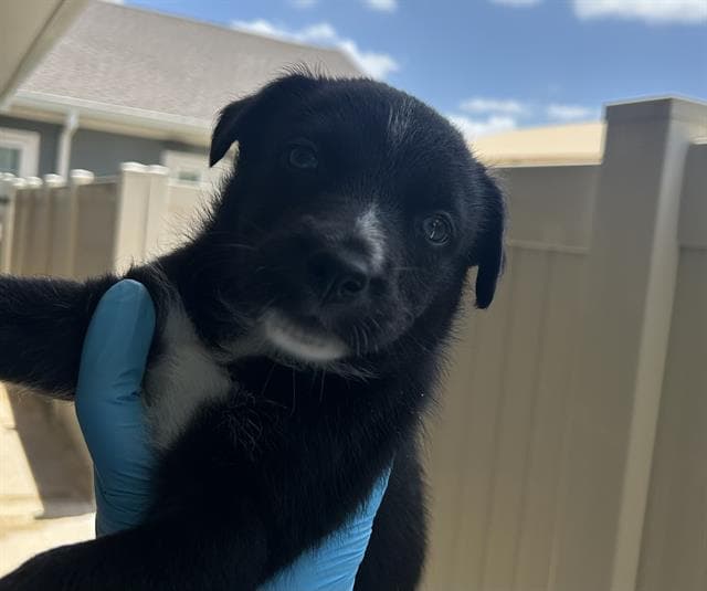 Pup - Husky