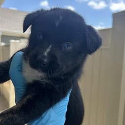 Pup image 1