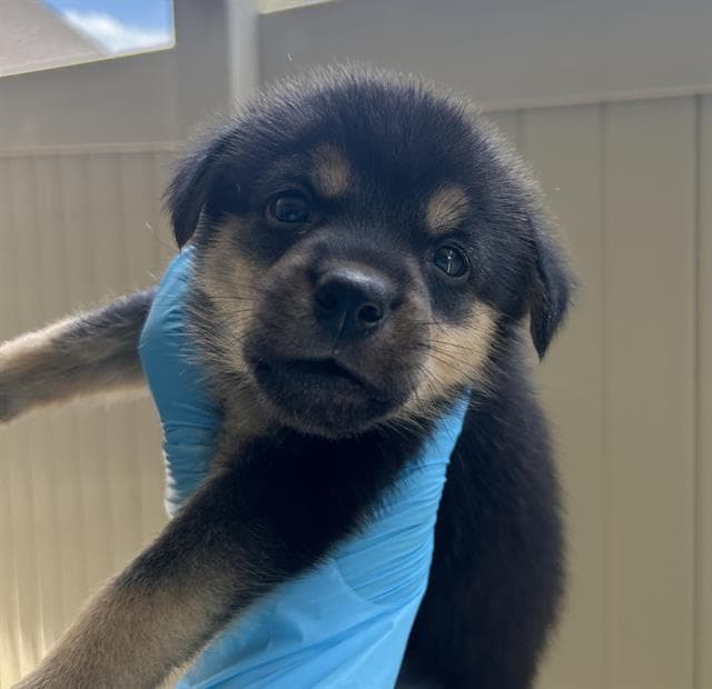 Onyx - Rottweiler
