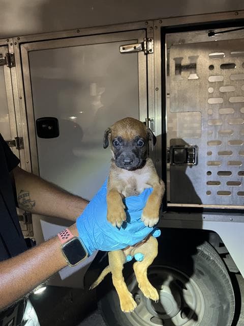 Blueberry - Chihuahua