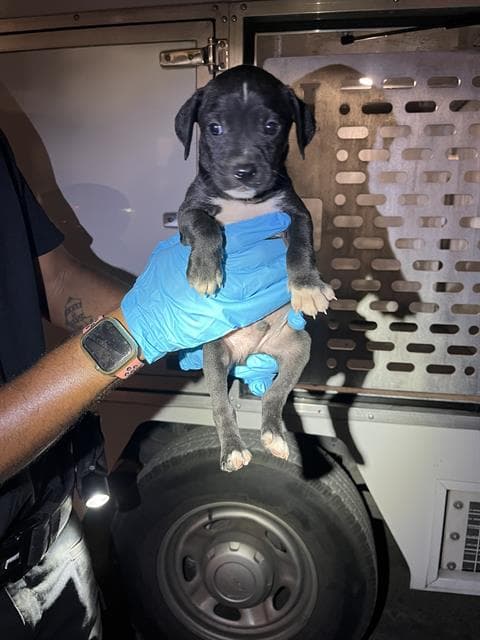 Watermelon - Chihuahua