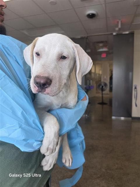 Connor - Great Dane