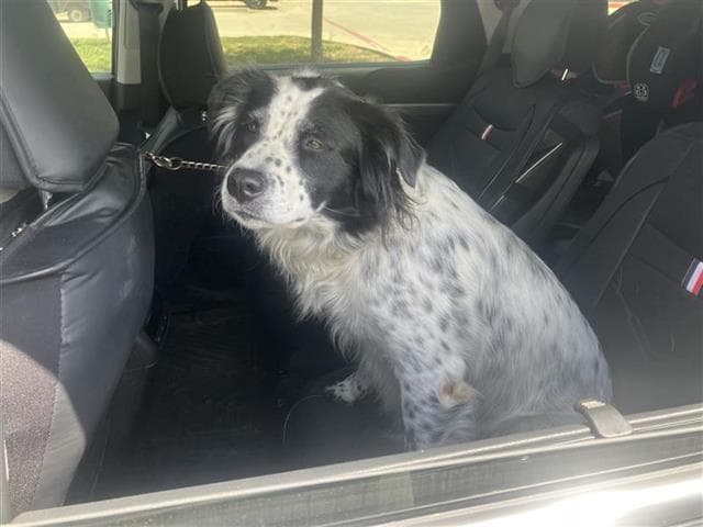 Luna - Australian Shepherd