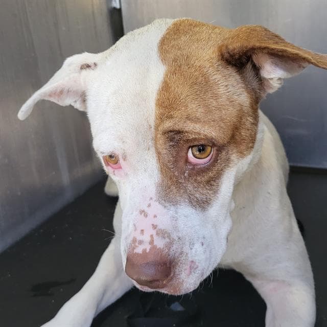 Maxie - American Staffordshire Terrier