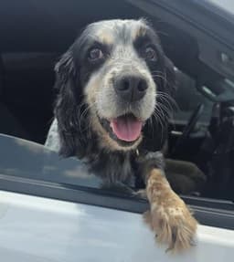 Bentley image 1