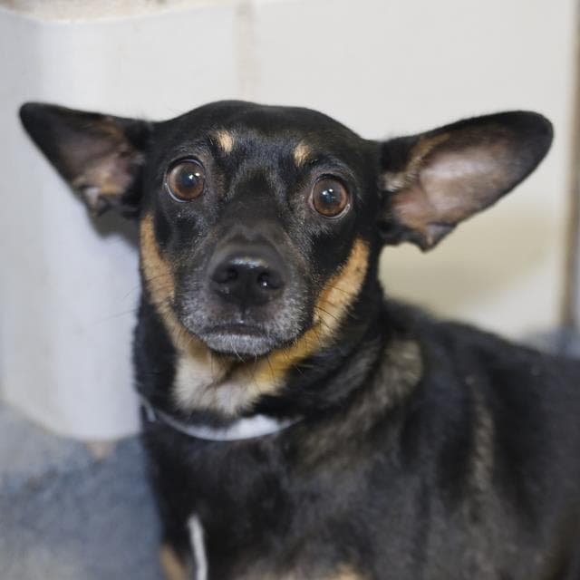 Maggie - Dachshund