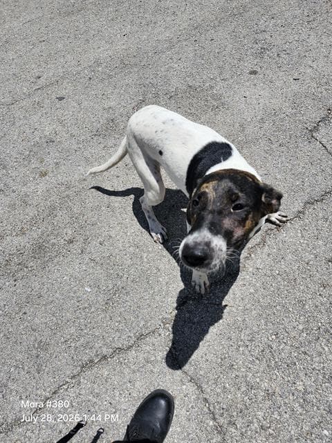 Beba - American Staffordshire Terrier