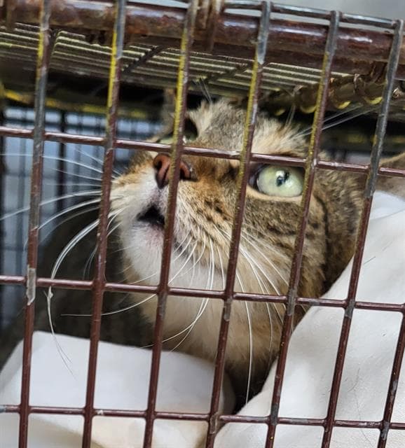 Dancer - Domestic Short Hair