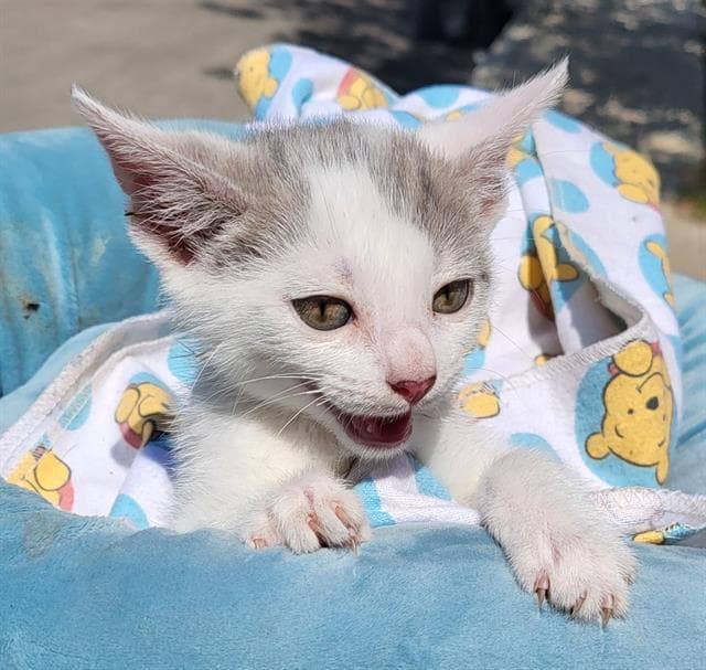 Pearl - Domestic Short Hair