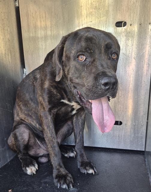 Quatro - Mastiff