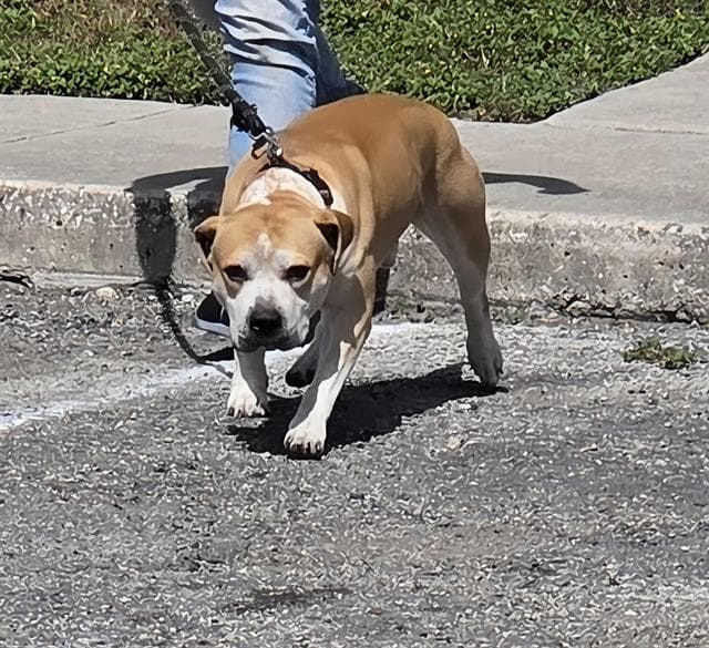 Scruffy - American Staffordshire Terrier