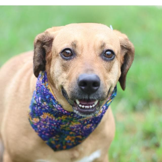 Kelly - Hound
