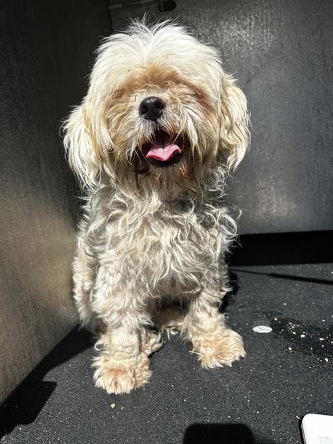 Bouffie - Havanese