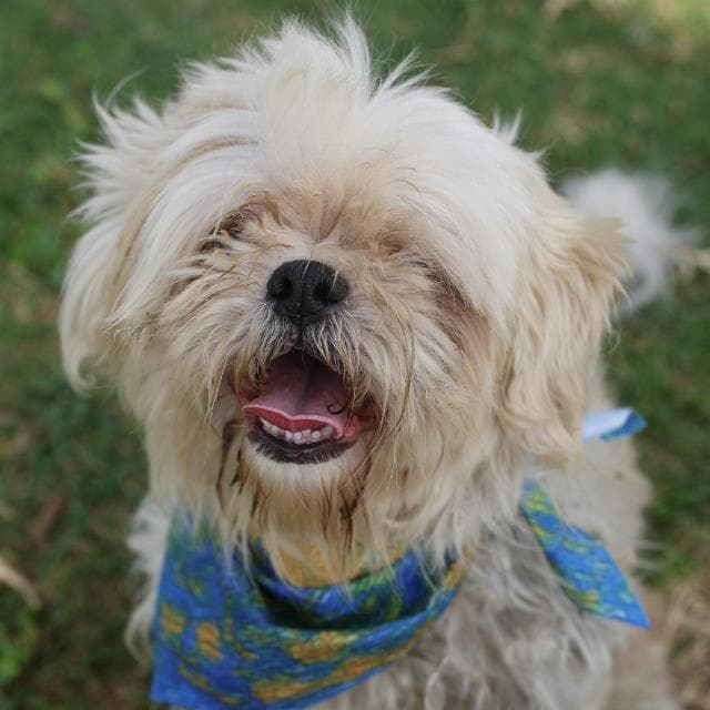 Bouffie - Havanese